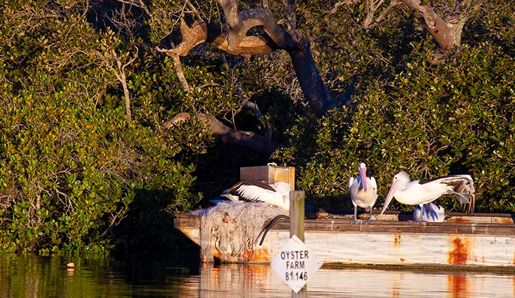 forster tuncurry pelicans