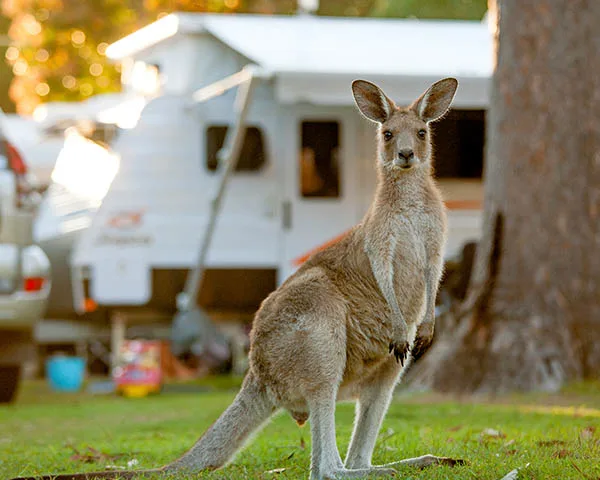 Kangaroo at NRMA caravan park