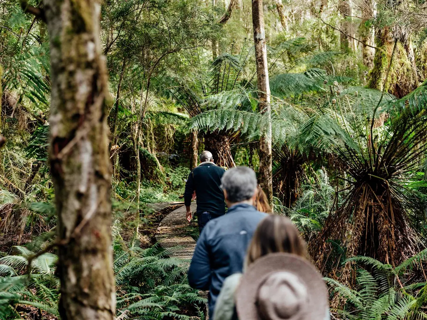 People walking along a forest path surrounded by lush green tree ferns and moss-covered tree trunks in a dense rainforest.