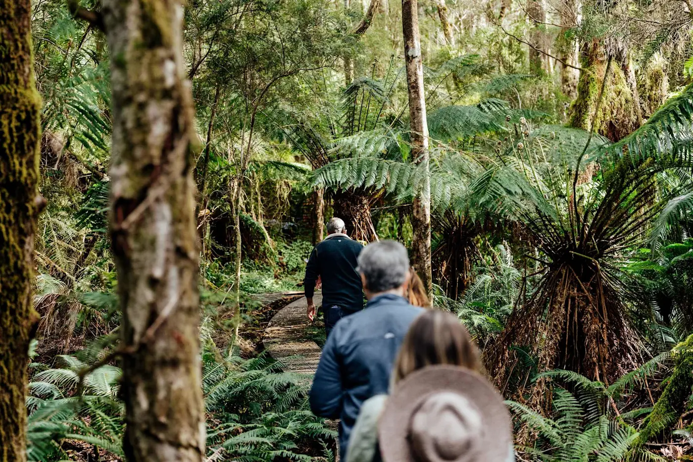 People walking along a forest path surrounded by lush green tree ferns and moss-covered tree trunks in a dense rainforest.
