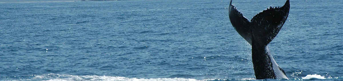 1680x400 NRMA  0000 whales coffs coast