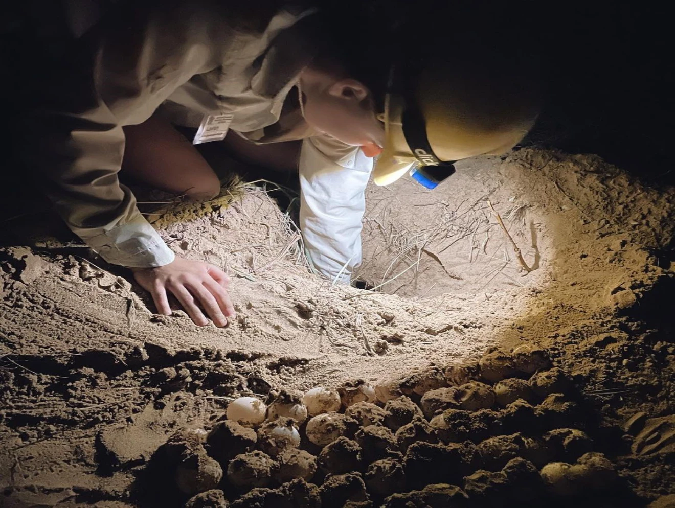 Ranger collecting turtle eggs in sand at night