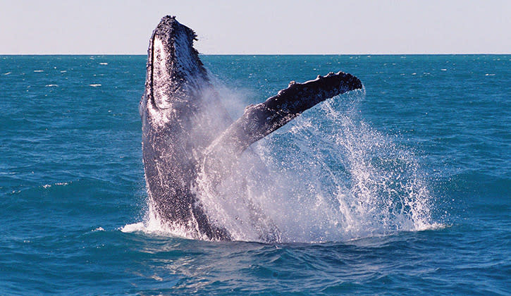 Whale watching Forster Tuncurry