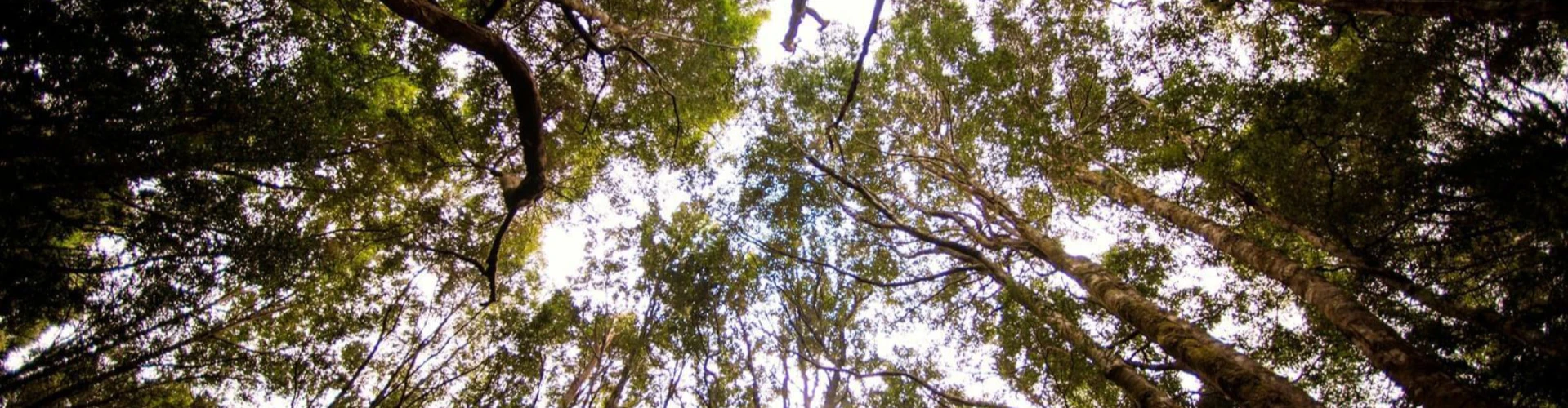 Tasmania's Huon Pine Trees