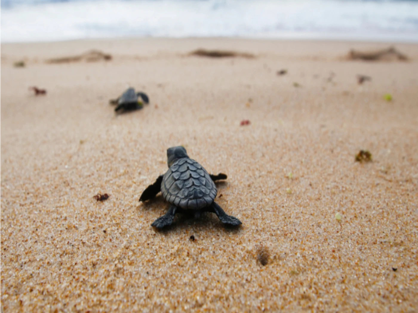 Two baby turtles making their way back to the ocean