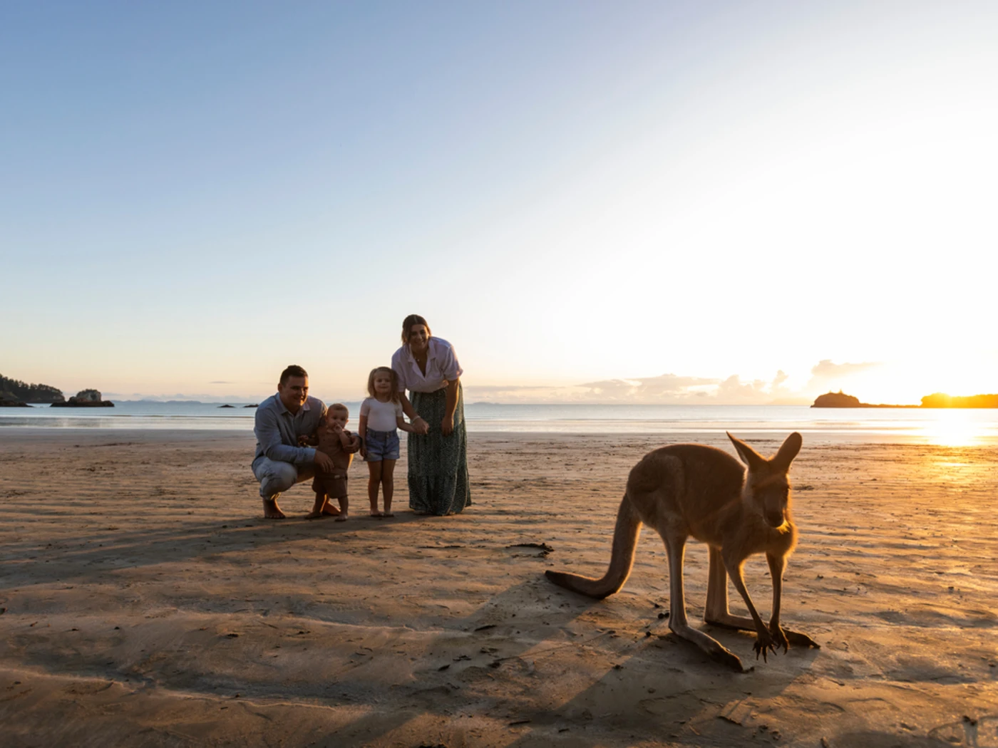 Kangaroo experience at sunrise on the beach at Cape Hillsborough, Mackay.