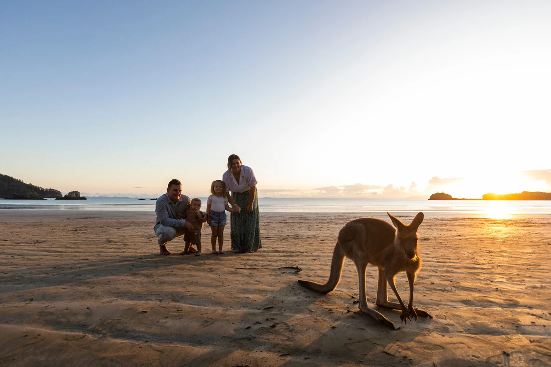 Kangaroo experience at sunrise on the beach at Cape Hillsborough, Mackay.