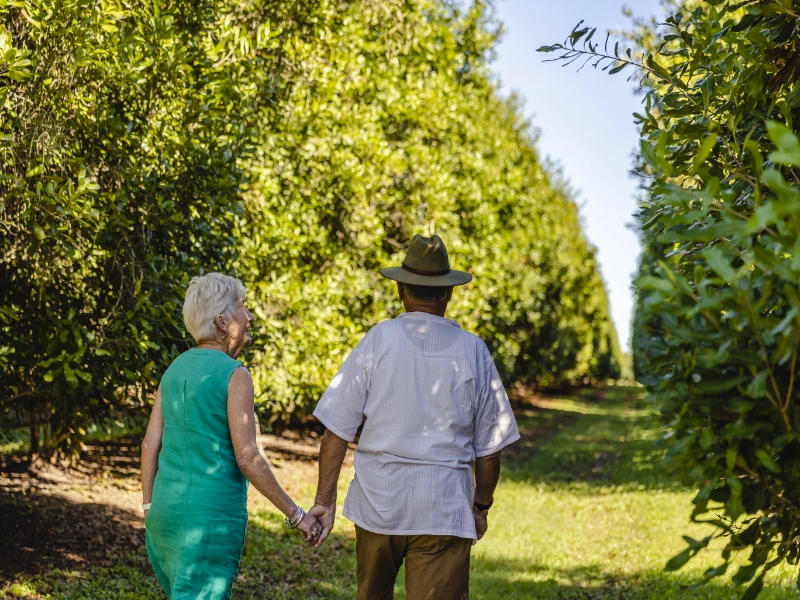 Couple holding hands, walking through the macadamia plantation