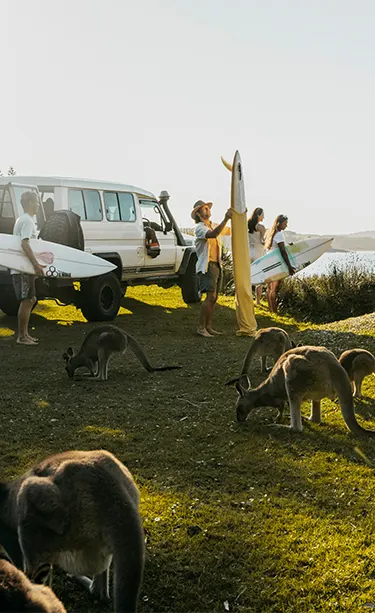 Kangaroos at NRMA Murramarang Beachfront Holiday Resort