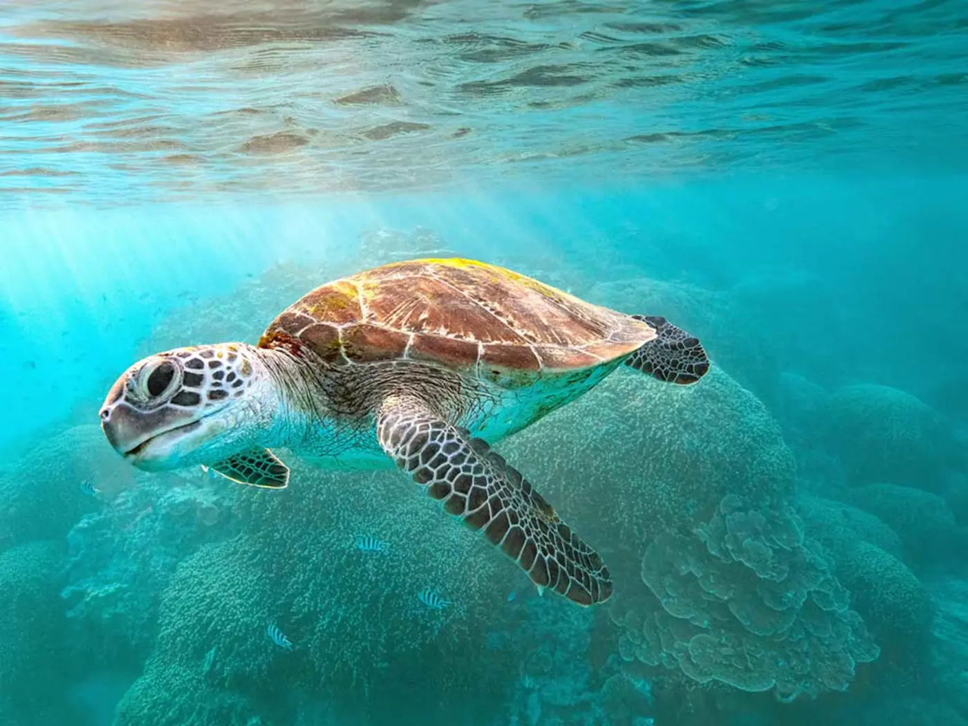 Up close, front view of turtle swimming