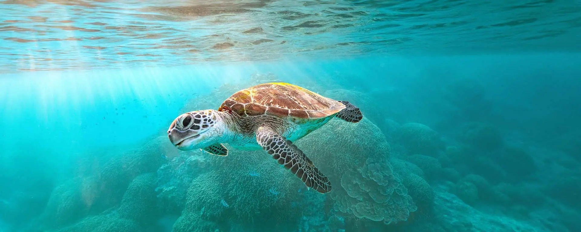 Up close, front view of turtle swimming