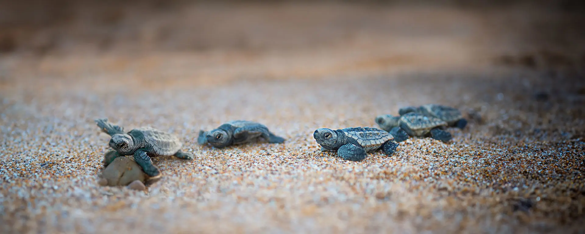 Turtles at Turtle Sands, Mon Repos Queensland