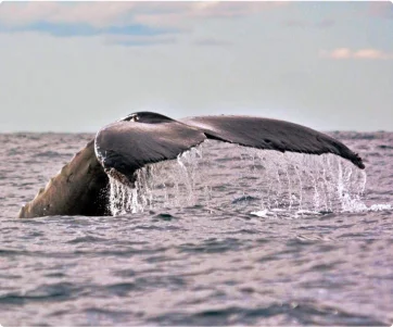 yamba-whale-watching