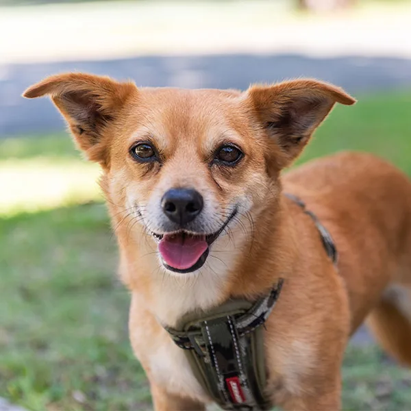 600x600 Gold coast treasure island pet friendly