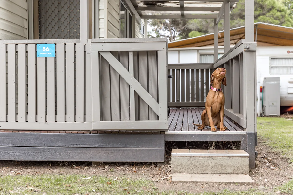 Dog staying at a cabin