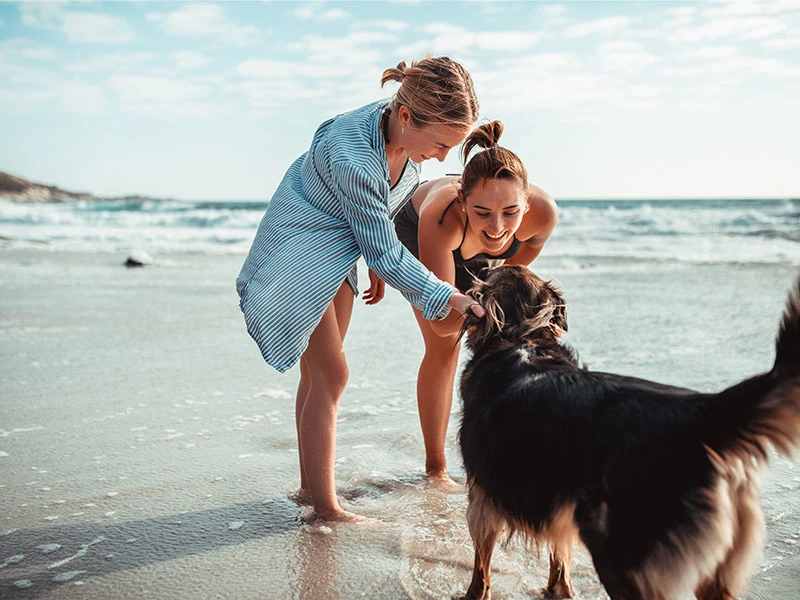 dog beach