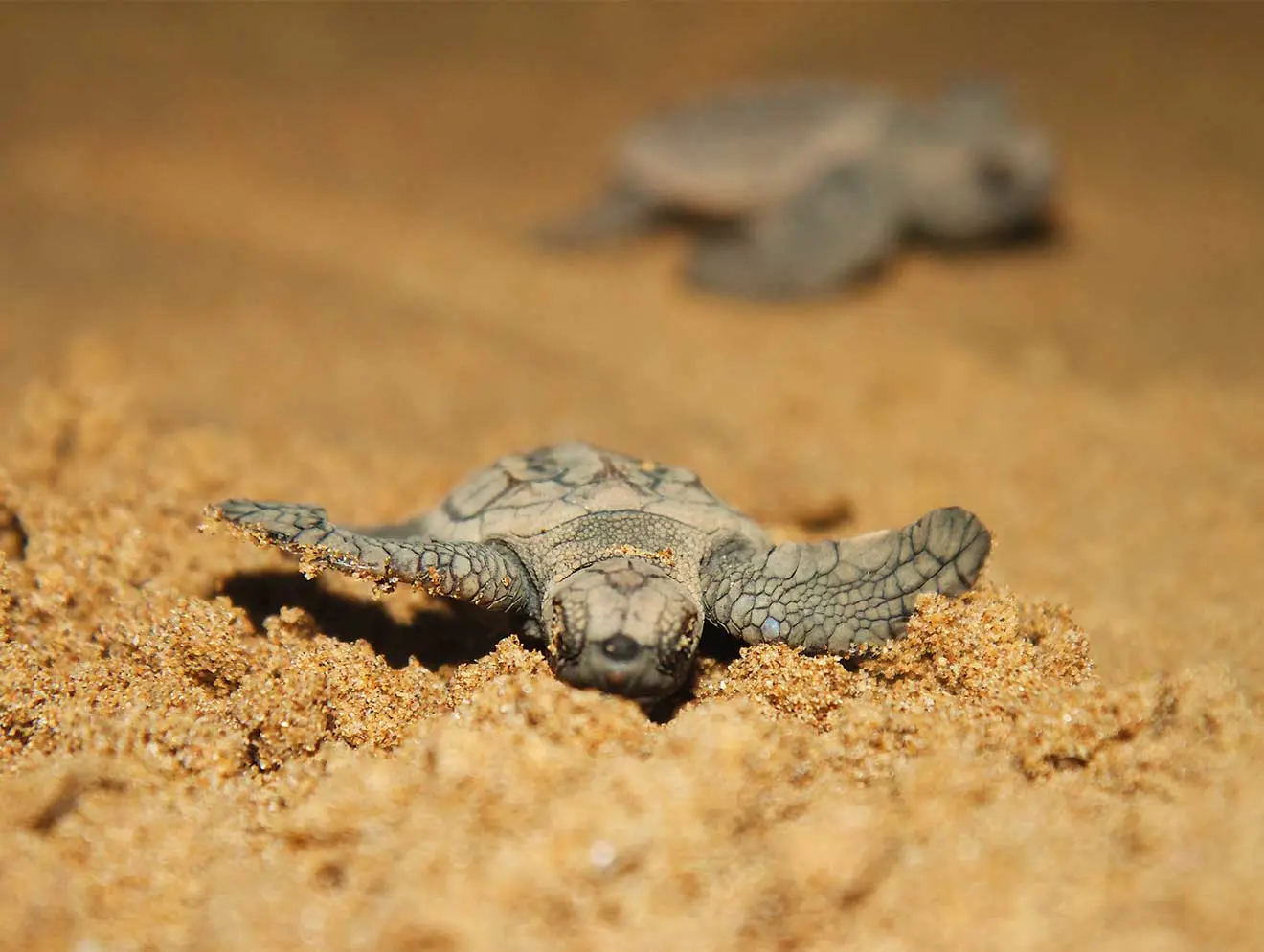 Baby turtles hatching