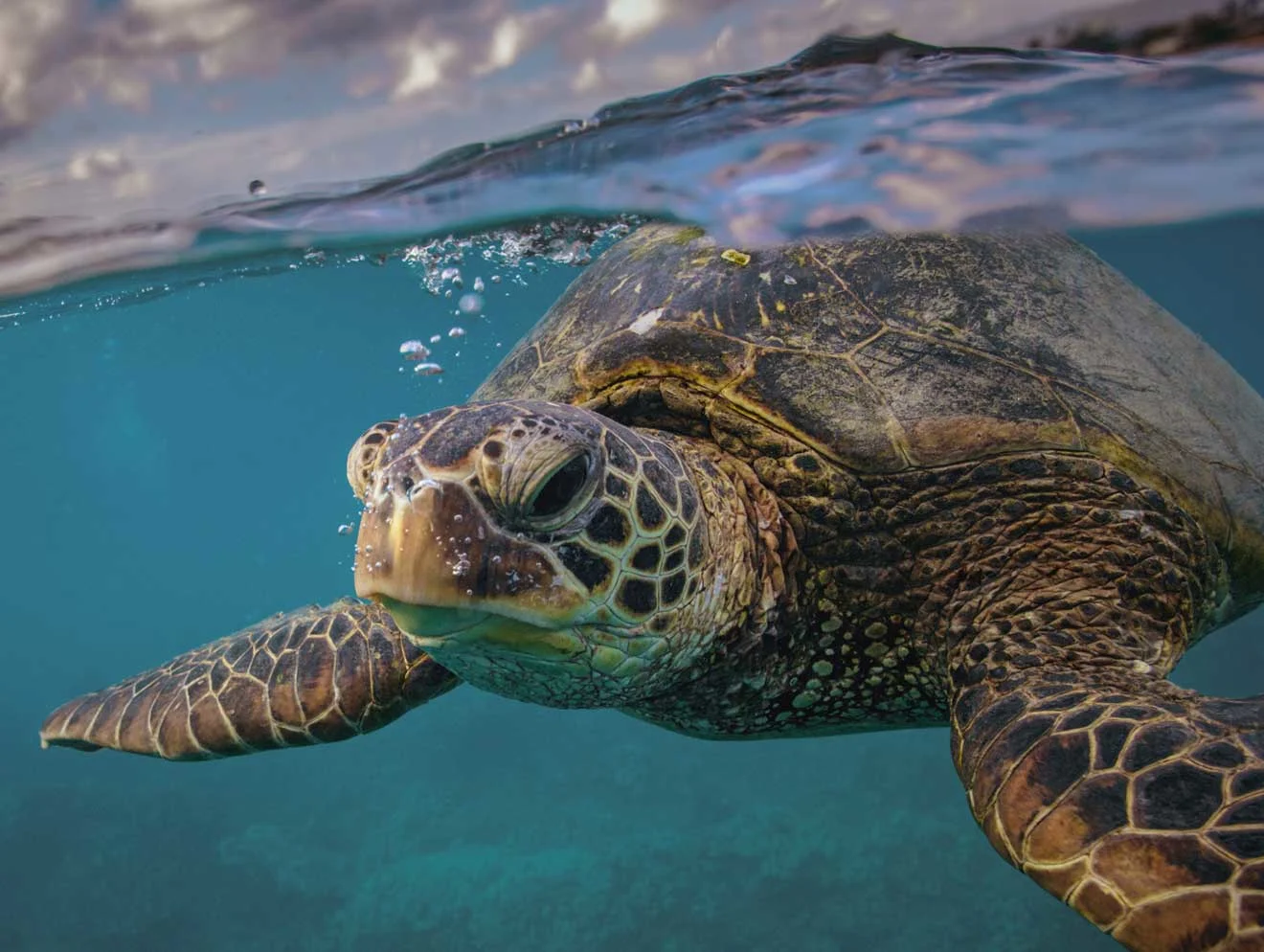 Close up of turtle swimming in clear waters