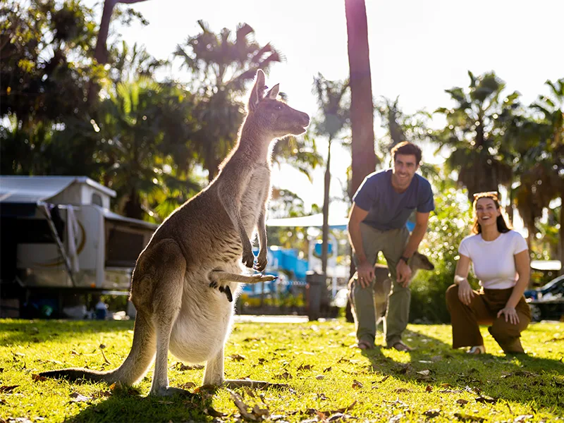 Kangaroos 01