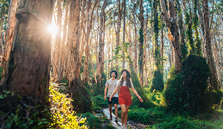 Paperbark Forest Boardwalk Agnes Water
