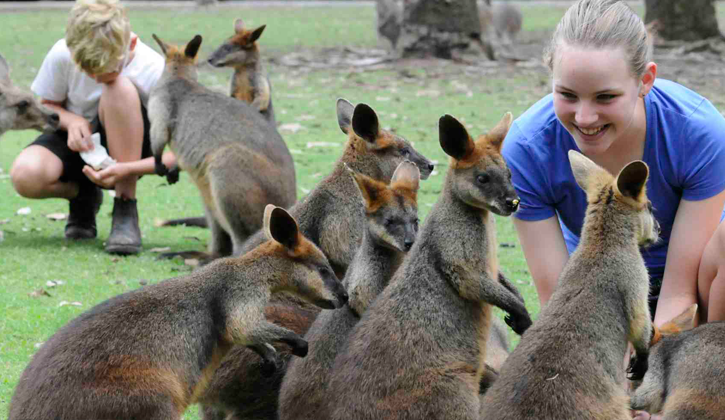 Kangaroos at Billabong Zoo Port Macquarie