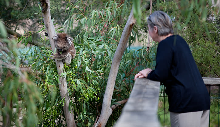 725x420 Phillip island koalas