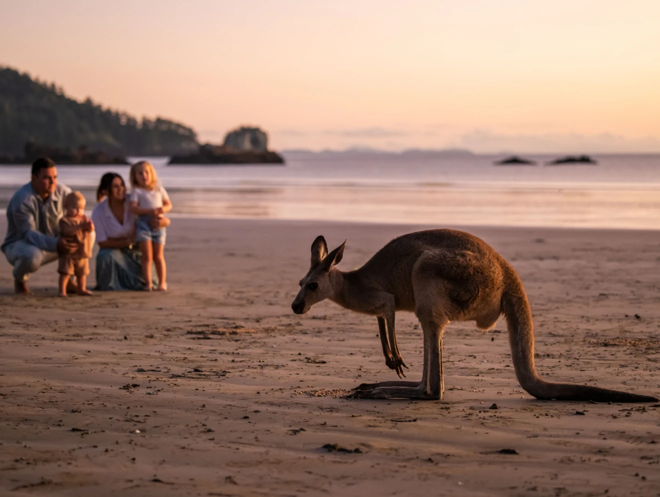 Kangaroos on the beach at sunrise, Cape Hillsborough, Mackay.