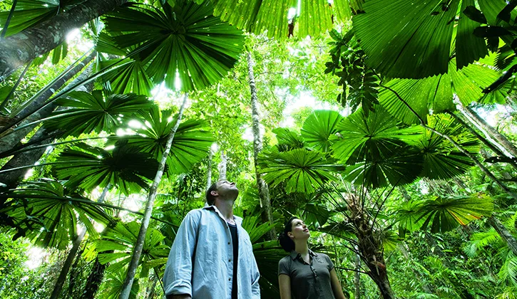 Two people standing underneath trees in a Cairns Rainforest