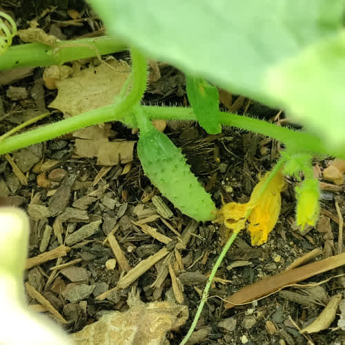 A thumbnail image of a young cucumber