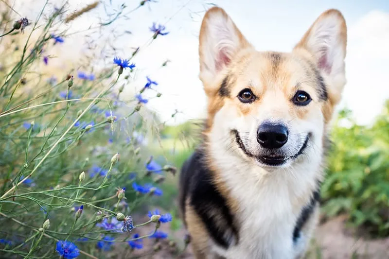 Help! My dog eats everything, what should I do?