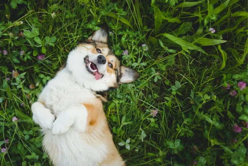 Ear Infection in Dogs