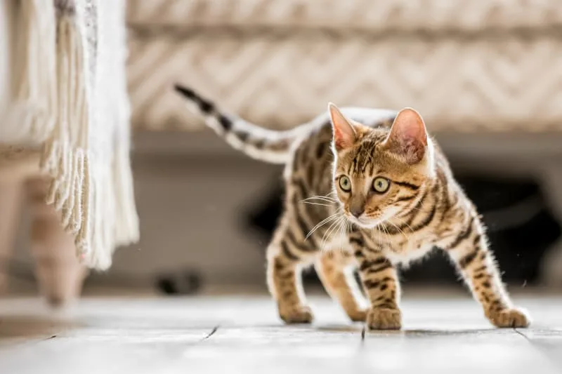 Your New Kitten