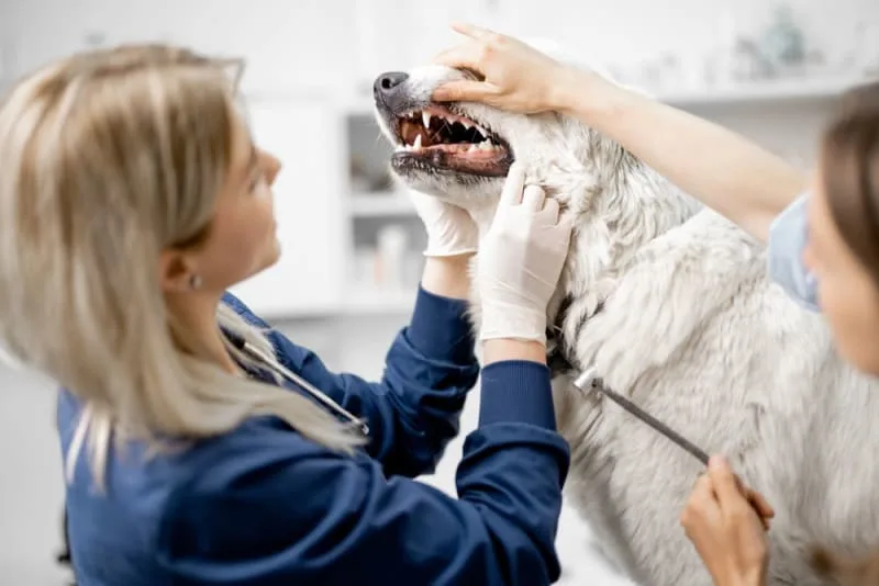 Bad Breath in Dogs: Causes & Remedies