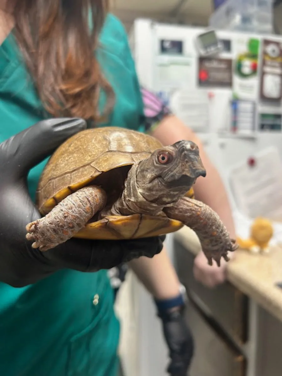 Our Rocklin Patients