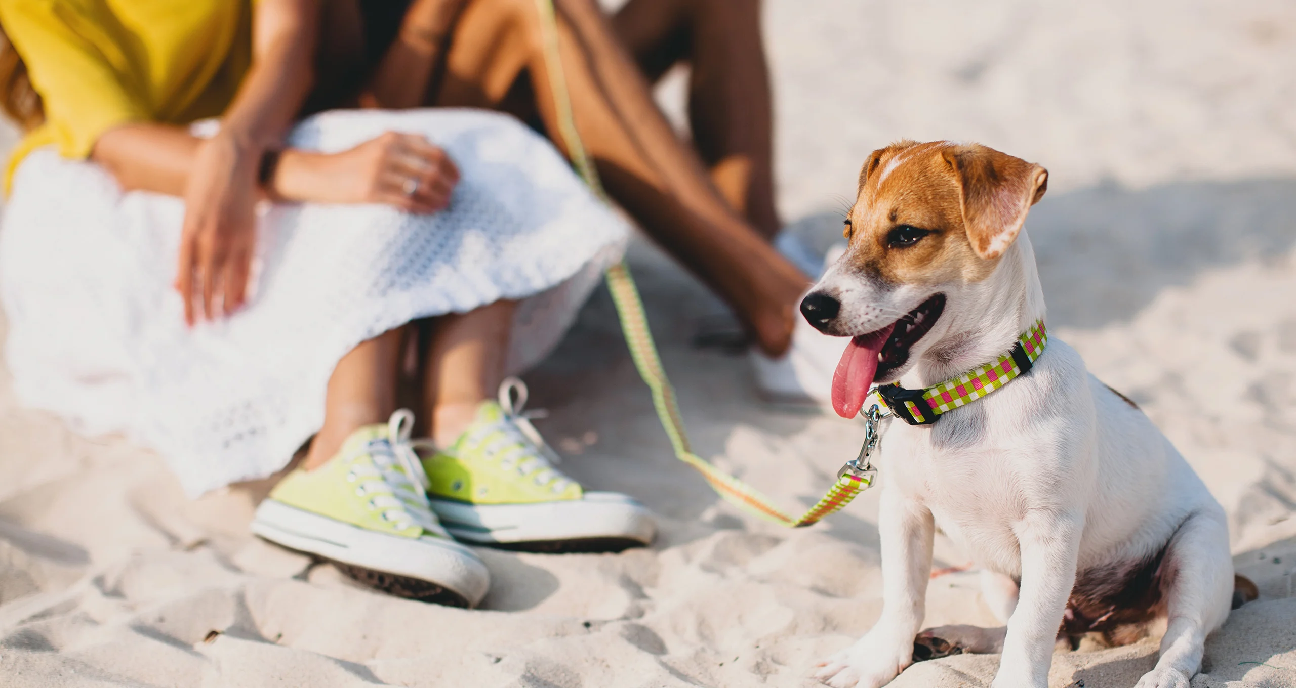 h jack russell terrier with lime green leash on beach