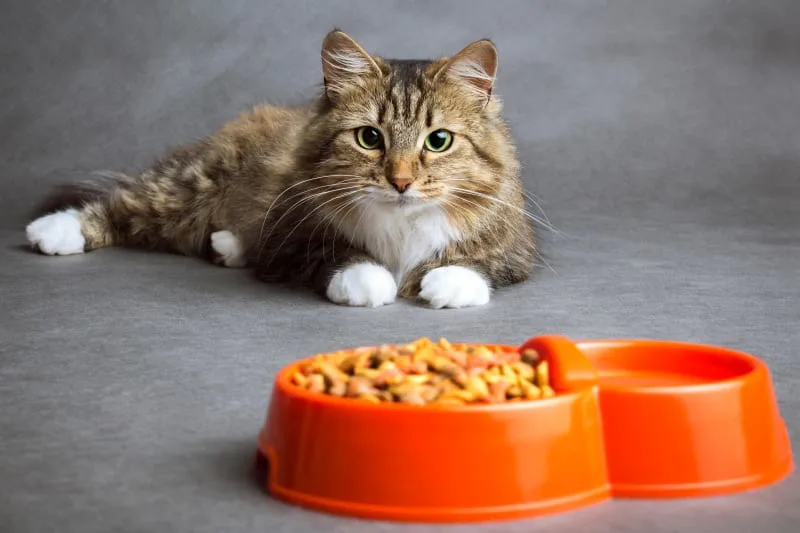 Why Won't My Cat Eat?