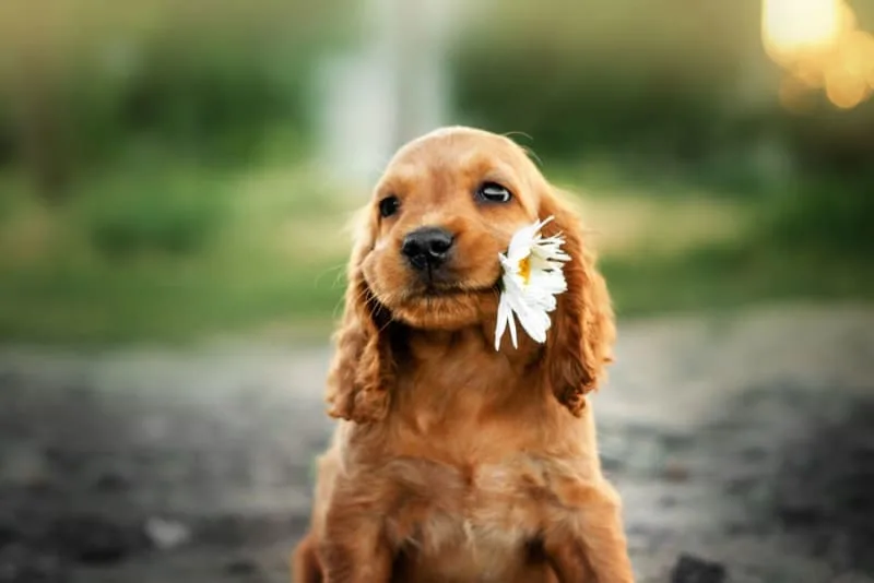 How to Raise a Puppy: Guide for the First Year