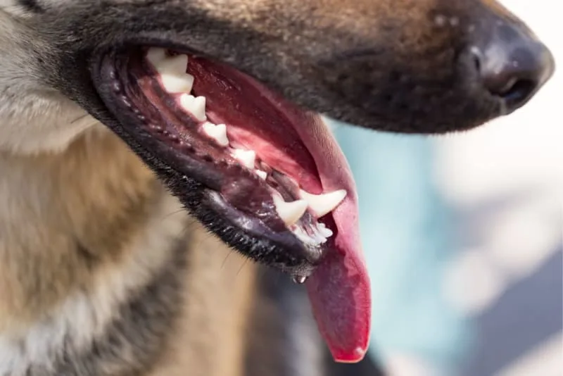 Broken Jaws in Dogs: Causes & Treatments