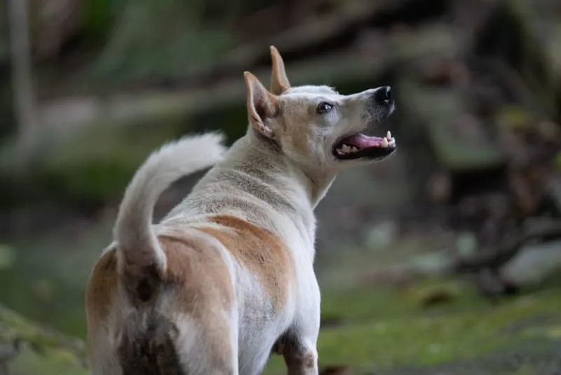 Bladder Stones in Dogs