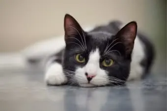 Types of Fever in Cats