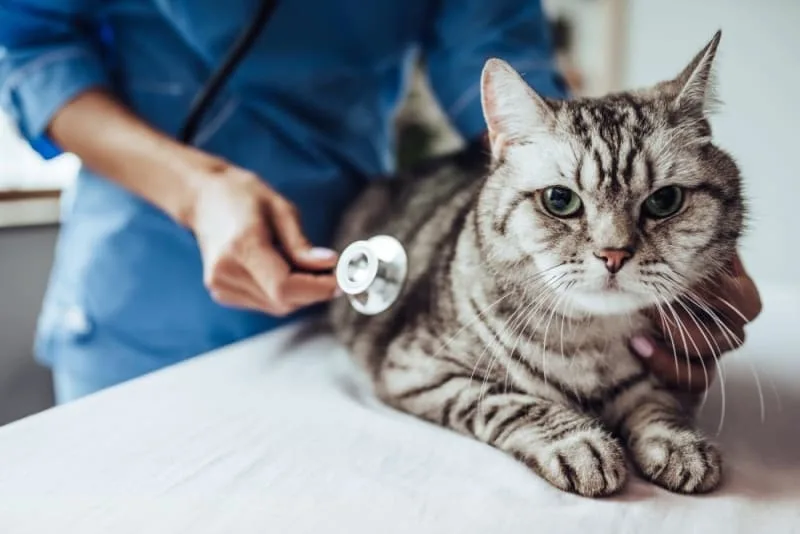Getting your dog fixed: When and What To Know