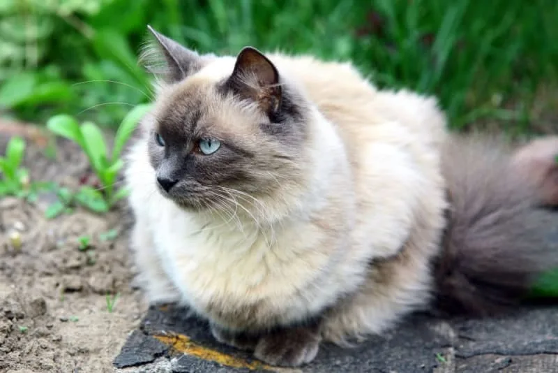 Cat Breeds That Live the Longest