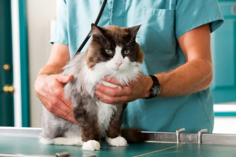 How Often Do You Take a Cat to the Vet?