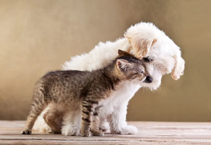 How to Raise a Puppy & Kitten Together