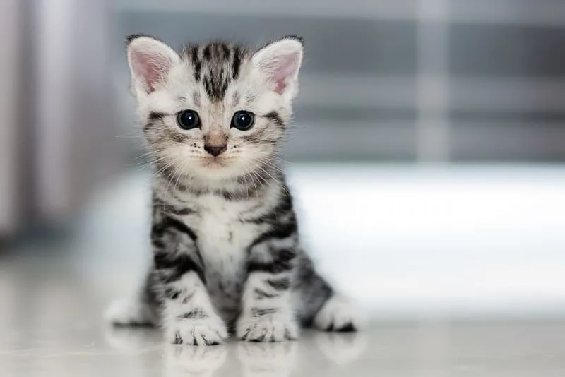 What to Expect from Your Kitten's First Vet Visit & What it Will Cost