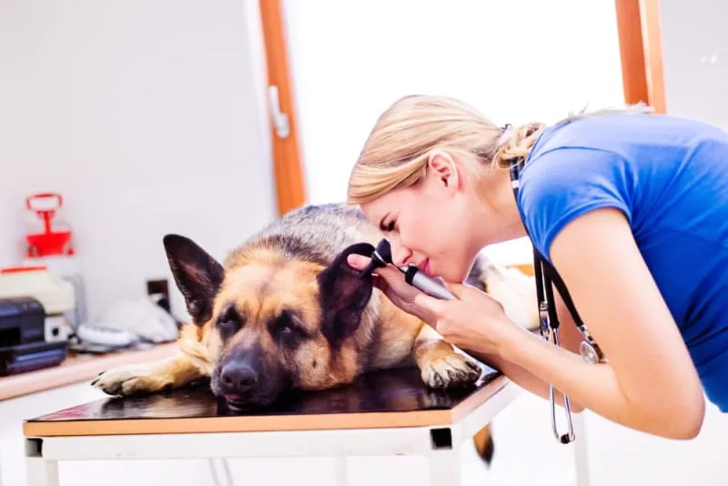 Ear Infection in Dogs