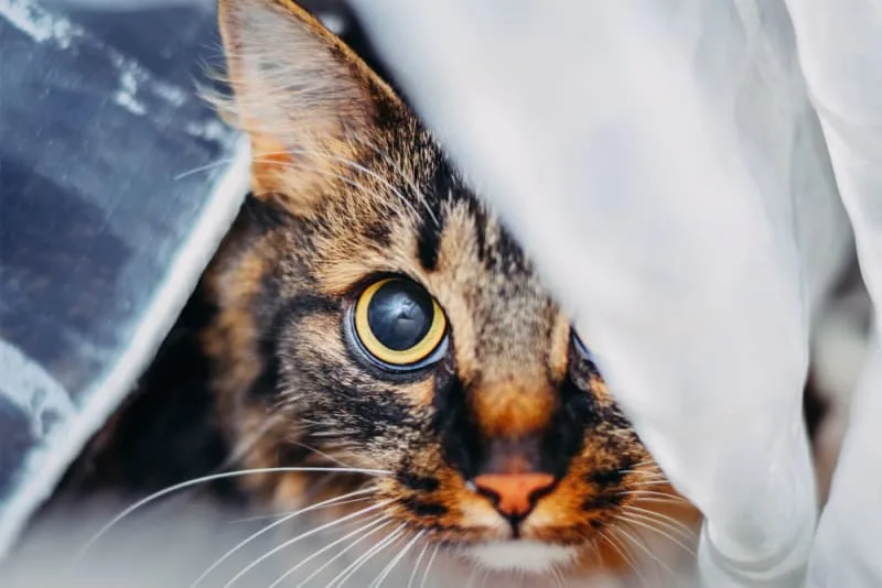 Eye Removal (Enucleation) in Cats