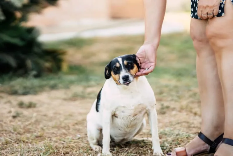 Is Your Dog Overweight? Signs, Symptoms & What to Do
