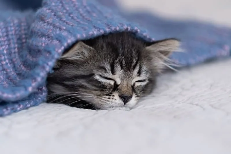 What are some common cat illnesses & symptoms?