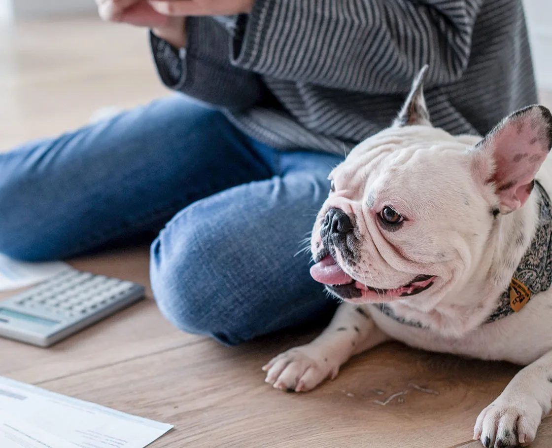 bulldog with owner surrounded by paper
